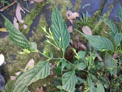 Strobilanthes dimorphotricha