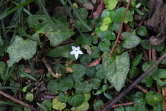 Geophila repens