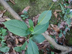 Persicaria filiformis