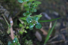 Clinopodium gracile