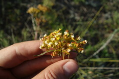 Patrinia rupestris