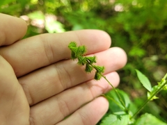 Agrimonia striata