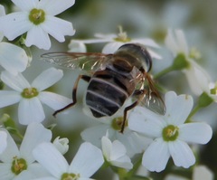 Eristalis stipator