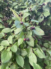Aronia melanocarpa
