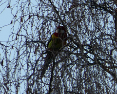 Platycercus eximius