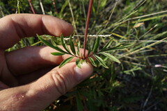 Patrinia rupestris