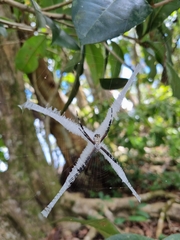 Argiope submaronica