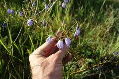 Adenophora stenanthina