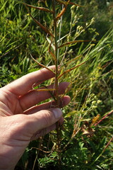 Adenophora stenanthina