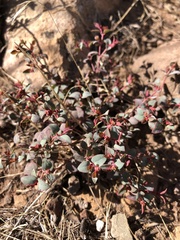 Euphorbia fendleri