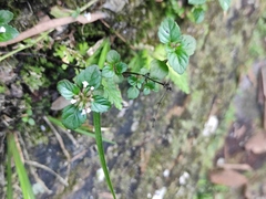 Clinopodium gracile