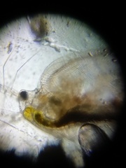 Daphniidae