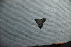 Bleptina caradrinalis