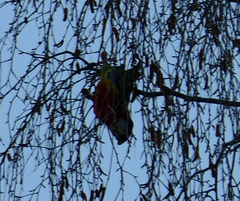 Platycercus eximius