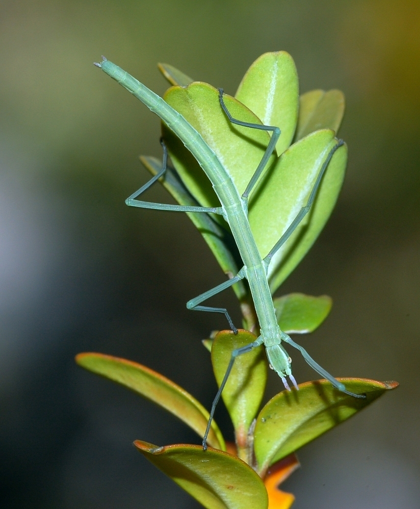 Spanish Stick Insect