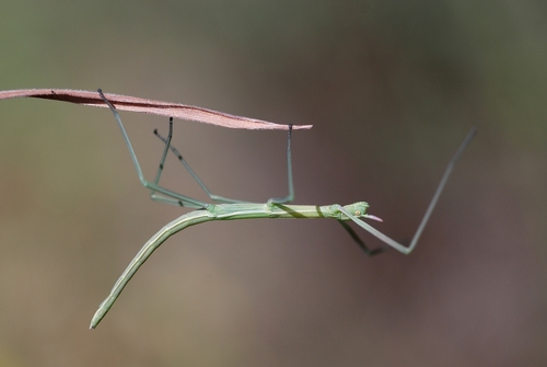 Spanish Stick Insect photo 3