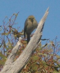 Ptilotula penicillata