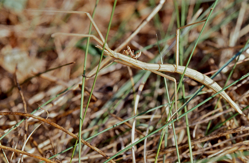 Spanish Stick Insect photo 4