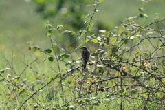 Saxicola rubetra