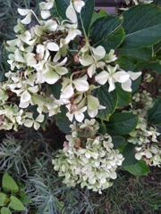 Hydrangea macrophylla