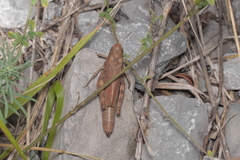 Psophus stridulus