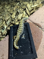 Elgaria multicarinata