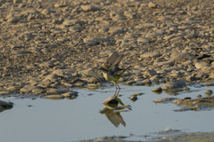 Motacilla flava