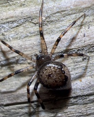 Euryopis funebris