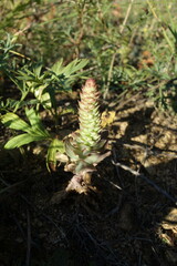 Orostachys malacophylla