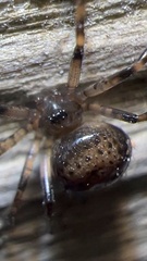 Euryopis funebris