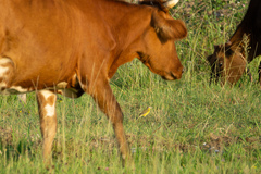 Motacilla flava