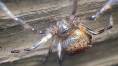 Euryopis funebris
