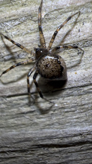 Euryopis funebris