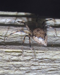 Euryopis funebris