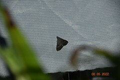 Bleptina caradrinalis