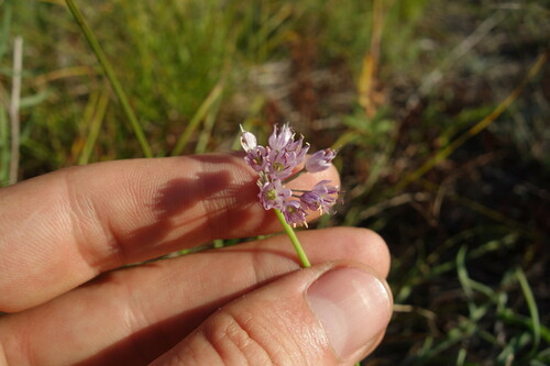 Creeping Garlic (Allium prostratum)
