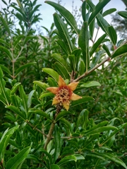 Punica granatum