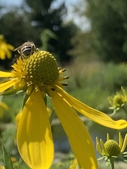 Eristalinae