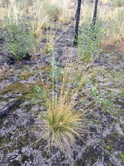 Festuca altaica