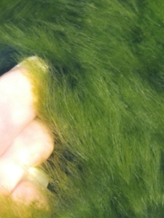 Cladophora glomerata