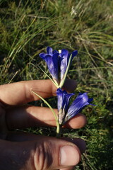 Gentiana decumbens