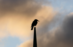 Strepera versicolor arguta