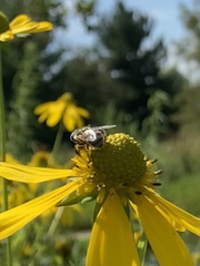Eristalinae