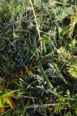 Gentiana decumbens