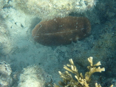 Ctenactis echinata