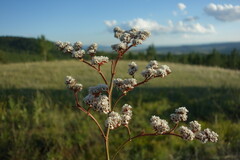 Goniolimon speciosum