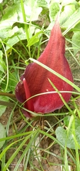 Typhonium trilobatum