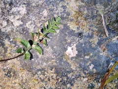 Asplenium saxicola