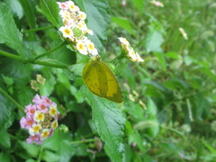 Eurema mandarina