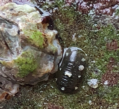 Gnorimosphaeroma oregonense